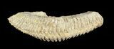 Cretaceous Fossil Oyster (Rastellum) - Madagascar #69617-2